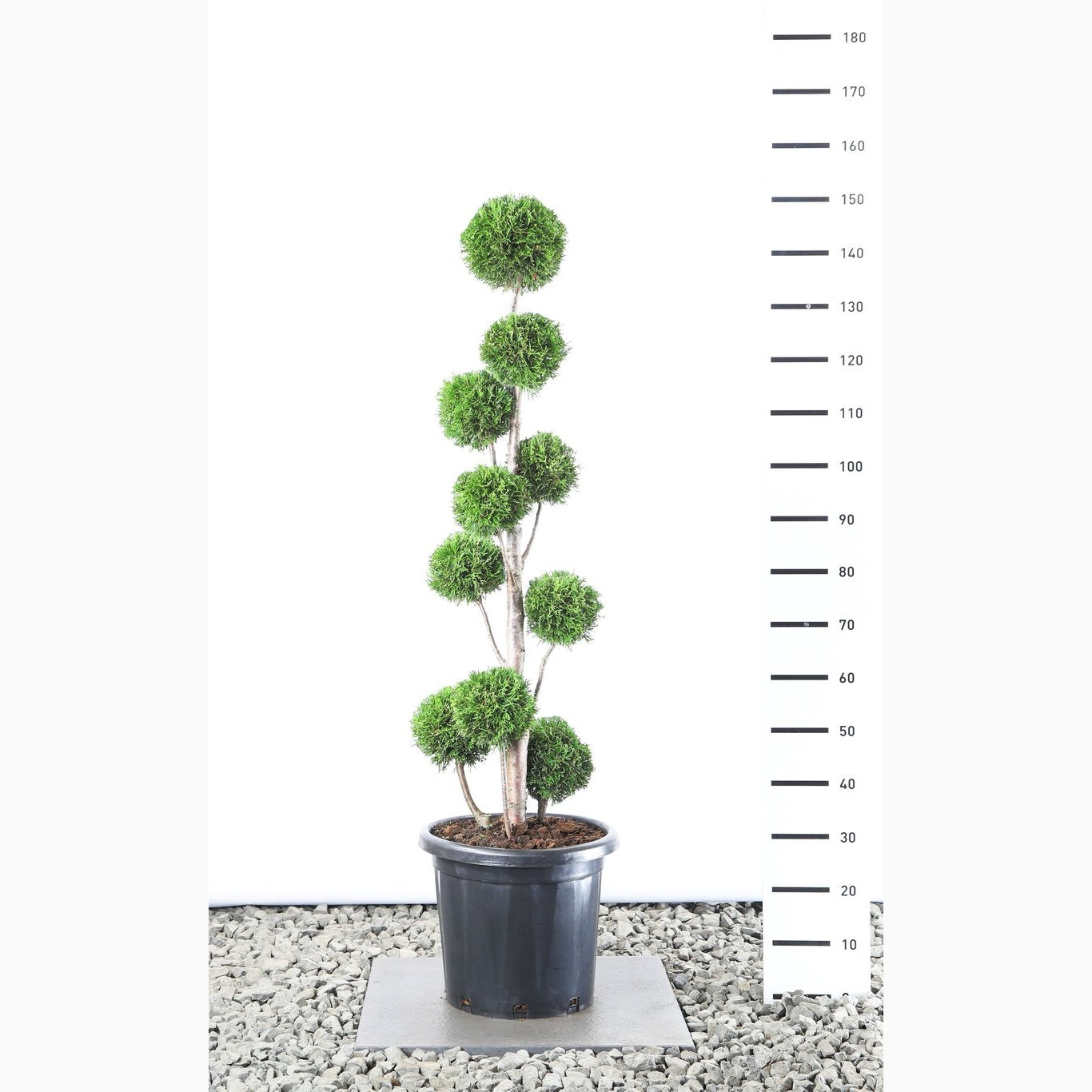 Thuja – Thuja occidentalis 'Smaragd' - 80-100 CM PonPon EXTRA in Cont.